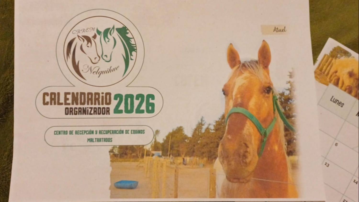 Una rifa y venta de calendarios para ayudar a los caballos de Nelquihue