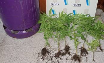 Secuestraron una garrafa robada y plantas de marihuana
