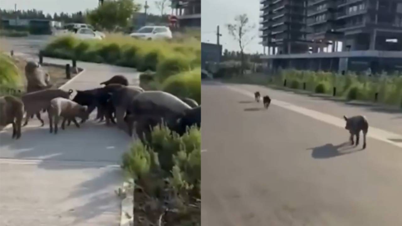 En medio de la disputa por los carpinchos, aparecieron chanchos salvajes en Nordelta