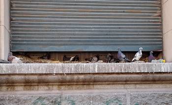 De banco a palomar, hipotecando la ciudad