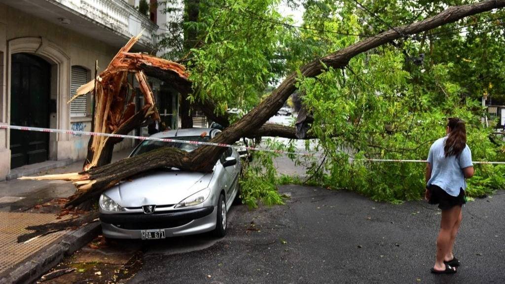 Temporal en Mar del Plata: voladuras de techos, caída de árboles y cortes de energía