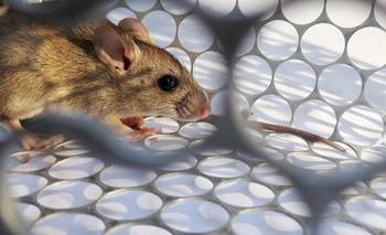 Murió otra persona por hantavirus y ya son cinco las víctimas en la Provincia