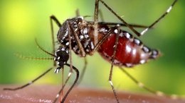 Según la Provincia, Bahía Blanca registra un brote de dengue