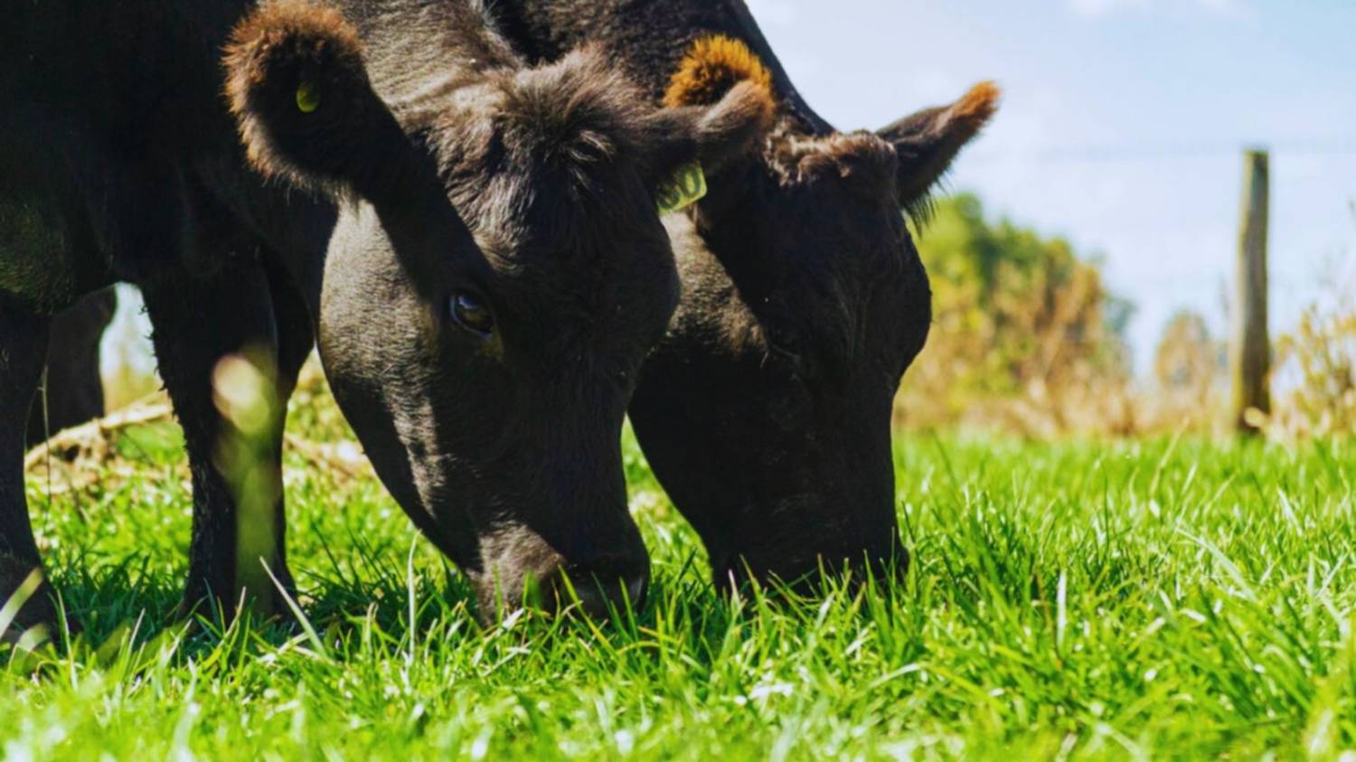 Pasturas y verdeos: ¿por qué significan una llave para la ganadería?