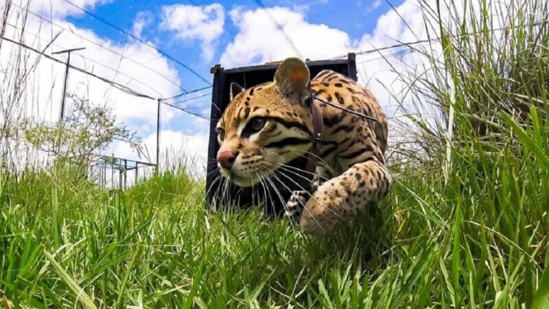 “Messi”, el ocelote con el que buscan recuperar la especie en el Iberá