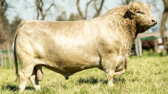 De Bordenave al mundo: la historia del toro Murray Grey que rompió los paradigmas