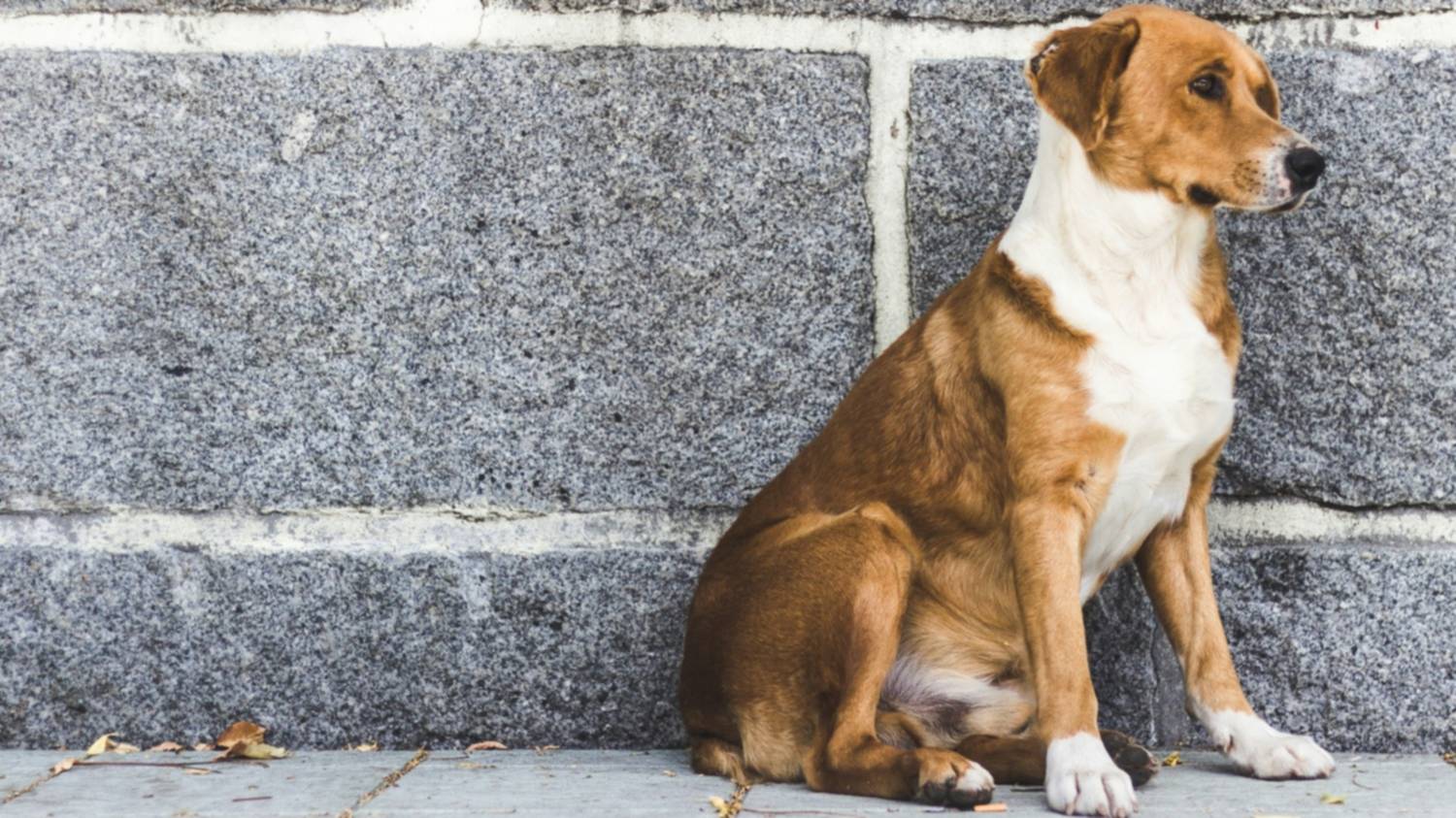 Alerta regional: el abandono de la salud pública animal en Coronel Suárez