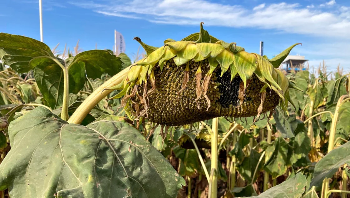 Expoagro 2023: cuando los girasoles vienen marchando - La Nueva