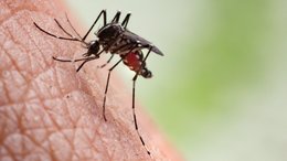  El dengue en Bahía Blanca: ¿llegó para quedarse?