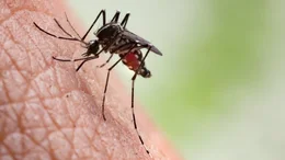  El dengue en Bahía Blanca: ¿llegó para quedarse?