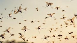 Alerta dengue: ya son 79 los muertos y se registran más de 120 mil casos en la Argentina