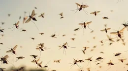 Alerta dengue: ya son 79 los muertos y se registran más de 120 mil casos en la Argentina