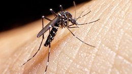 Dengue en Bahía: "Hay circulación viral, pero en un sector bastante definido"