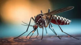 Brote histórico de dengue en Argentina: ya son 106 los muertos y se registran más de 151 mil casos