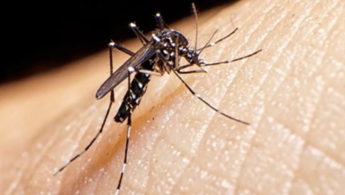 Dengue en Bahía: el Municipio confirmó otros nueve casos
