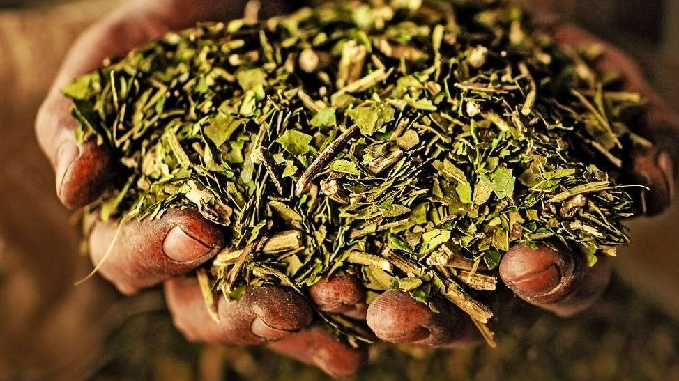 Mercado yerbatero: una crisis que se extiende más allá del impacto de la desregulación