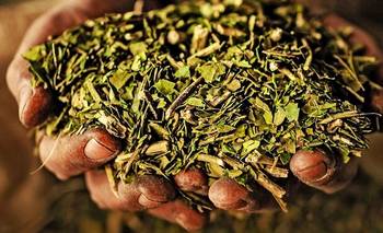 Mercado yerbatero: una crisis que se extiende más allá del impacto de la desregulación