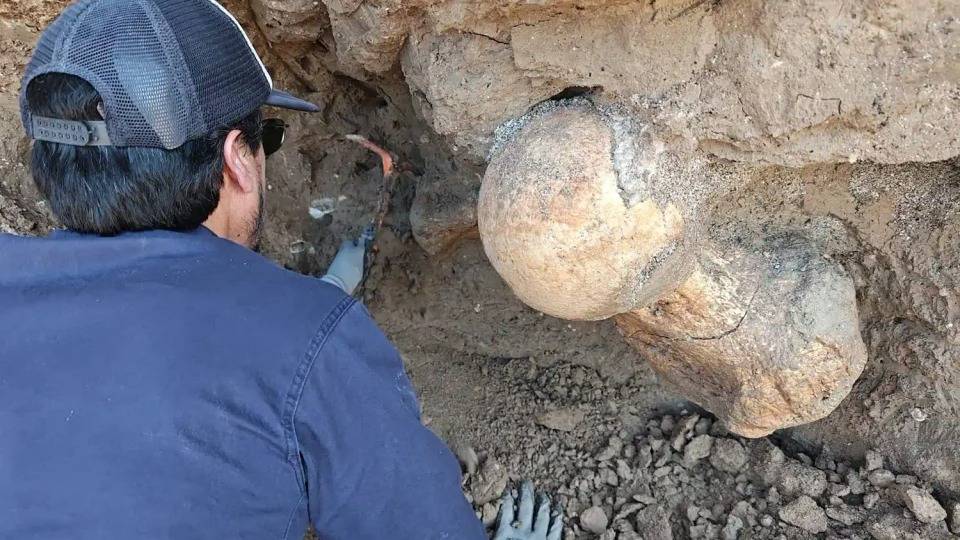 Hallan el fémur de un perezoso gigante en la costa bonaerense