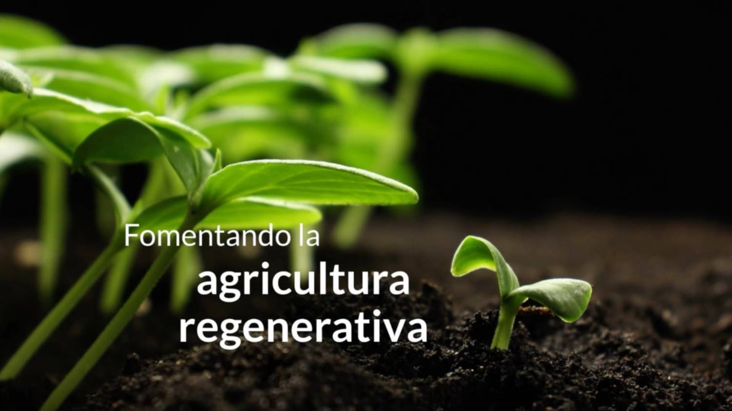 Bunge y PepsiCo expanden su alianza con el Programa de Agricultura Regenerativa en Argentina