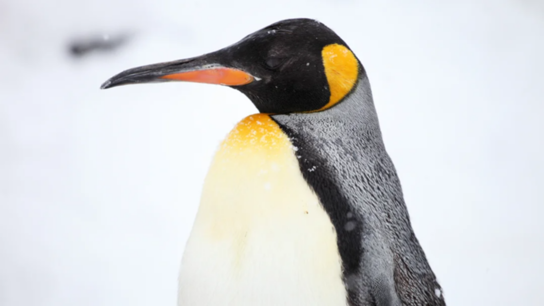Inesperado visitante: un pingüino rey fue rescatado en Vicente López