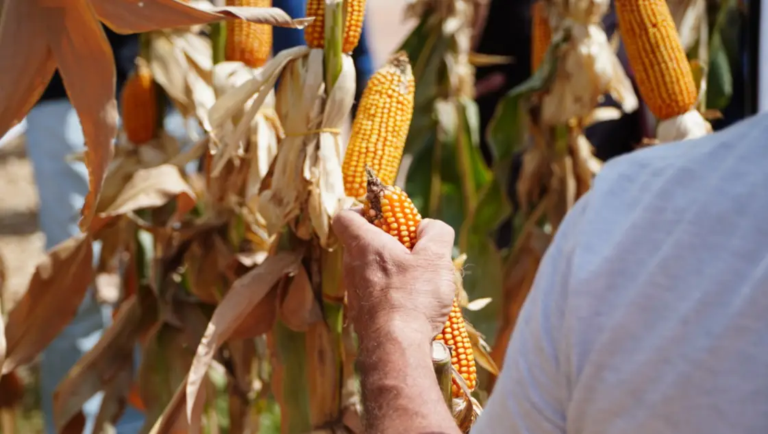 El sudoeste bonaerense y la IA: ¿cómo se trabaja para obtener los mejores cultivos?