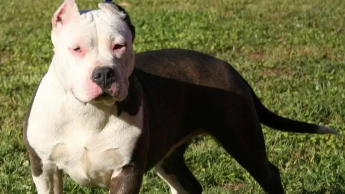 Mujer quedó gravemente herida tras ataque de perros pitbull en Córdoba