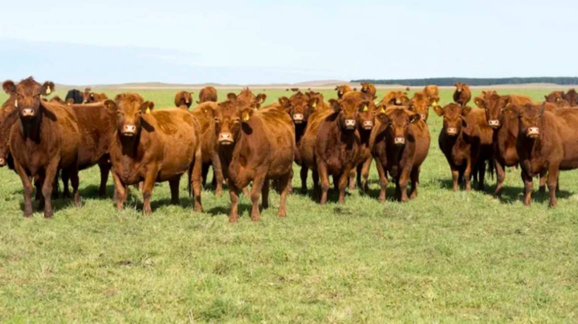 El stock ganadero no frena su caída: el rodeo nacional perdió 700.000 cabezas durante 2025