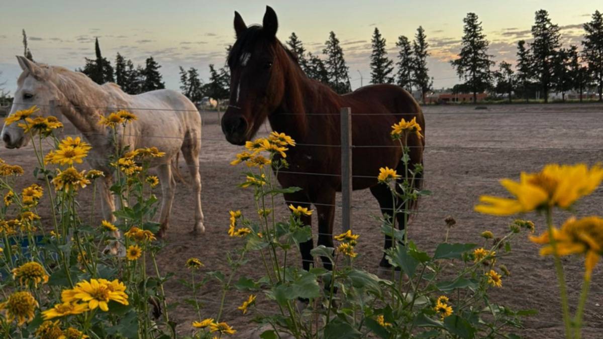 Bingo Solidario de Nelquihue: Unidos por los caballos