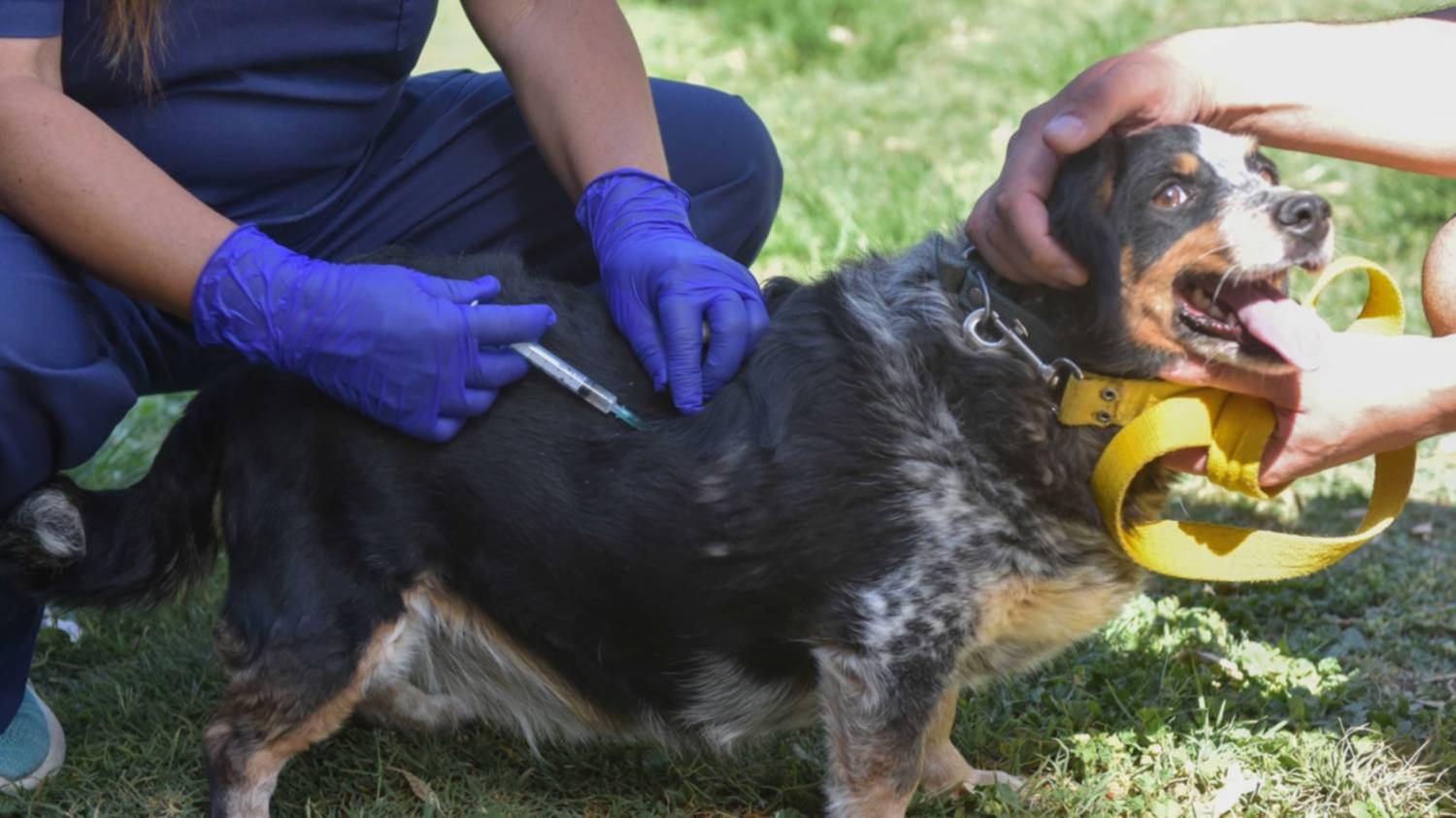 Jornadas extraordinarias de vacunación antirrábica por caso positivo de rabia en un murciélago