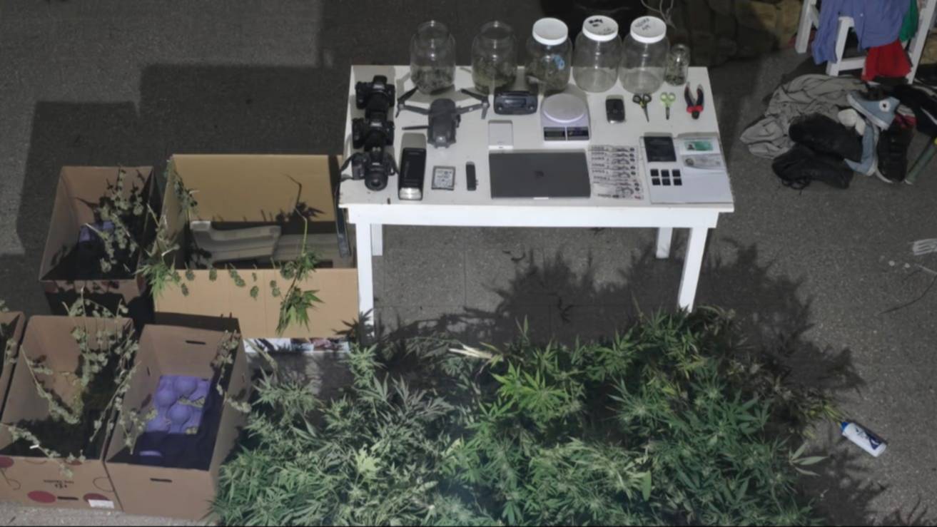 Detienen a un joven con plantas de marihuana y secuestran elementos vinculados al cultivo