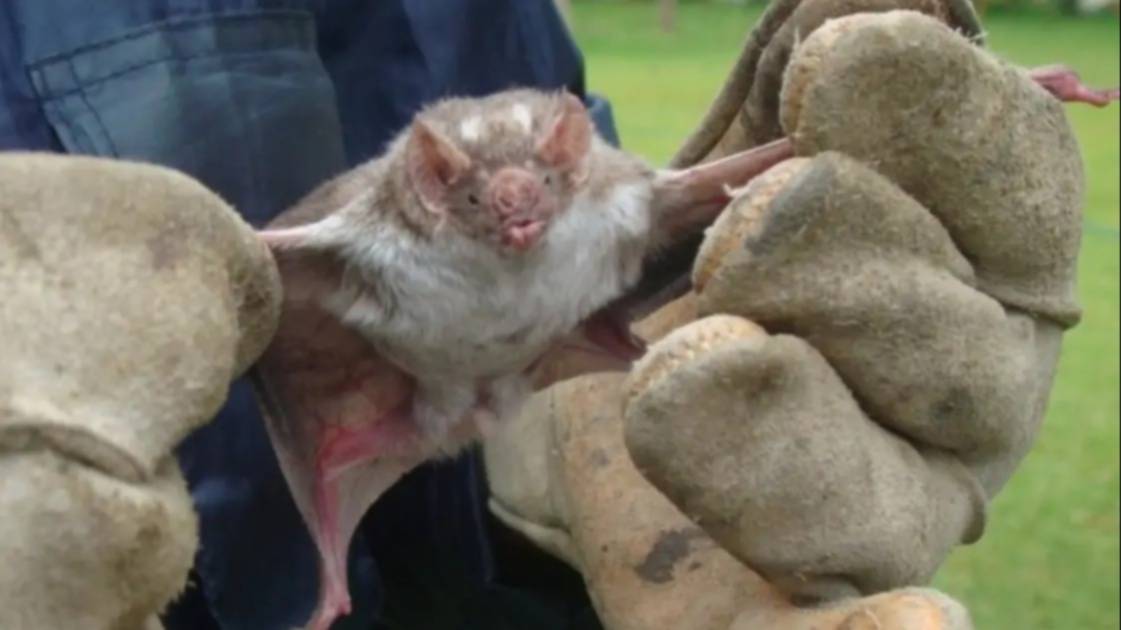 Realizarán jornadas extraordinarias de vacunación antirrábica por caso positivo en un murciélago