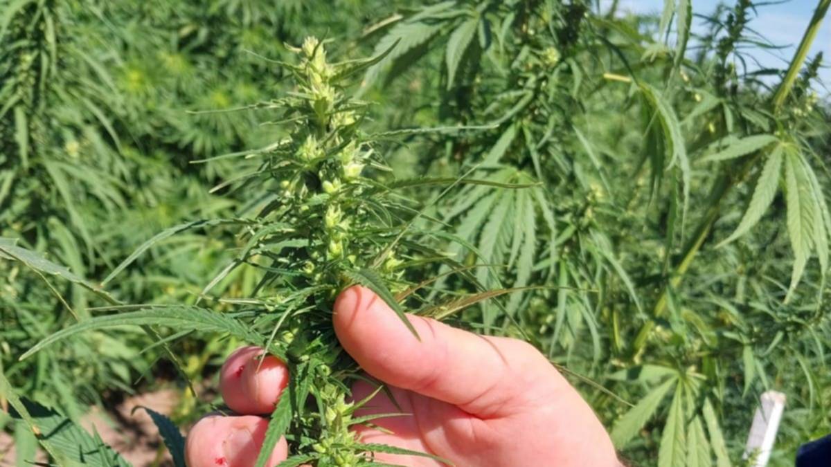 Cáñamo industrial: marcado interés para el desarrollo en el sudoeste bonaerense