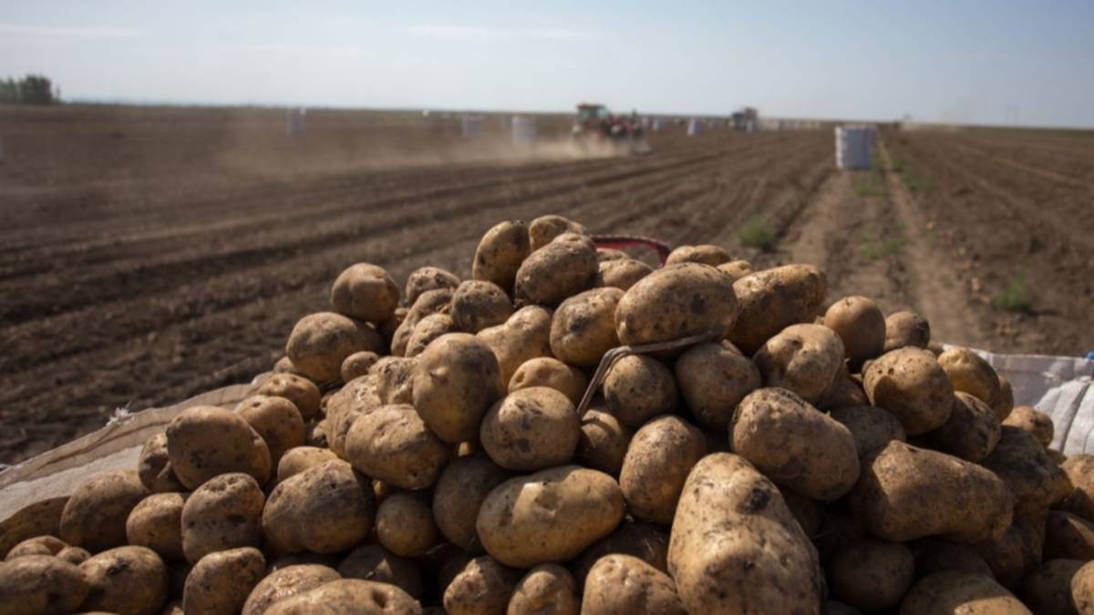 Papa: el sudeste bonaerense avanza hacia la lógica de producir menos para ganar más
