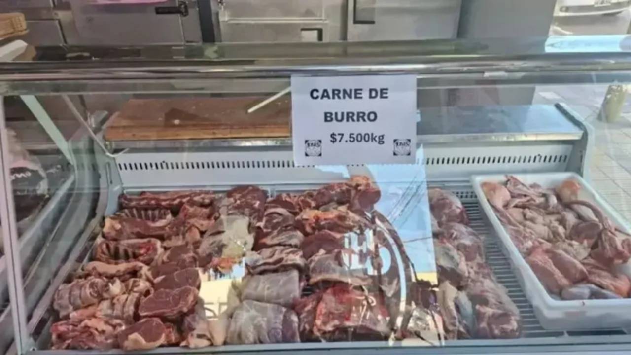 Polémica por la venta de carne de burro en Argentina: ¿es legal?