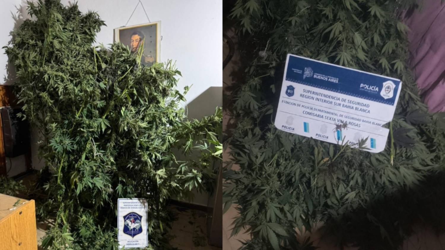 Allanamiento por drogas: incautaron plantas de más de dos metros de altura