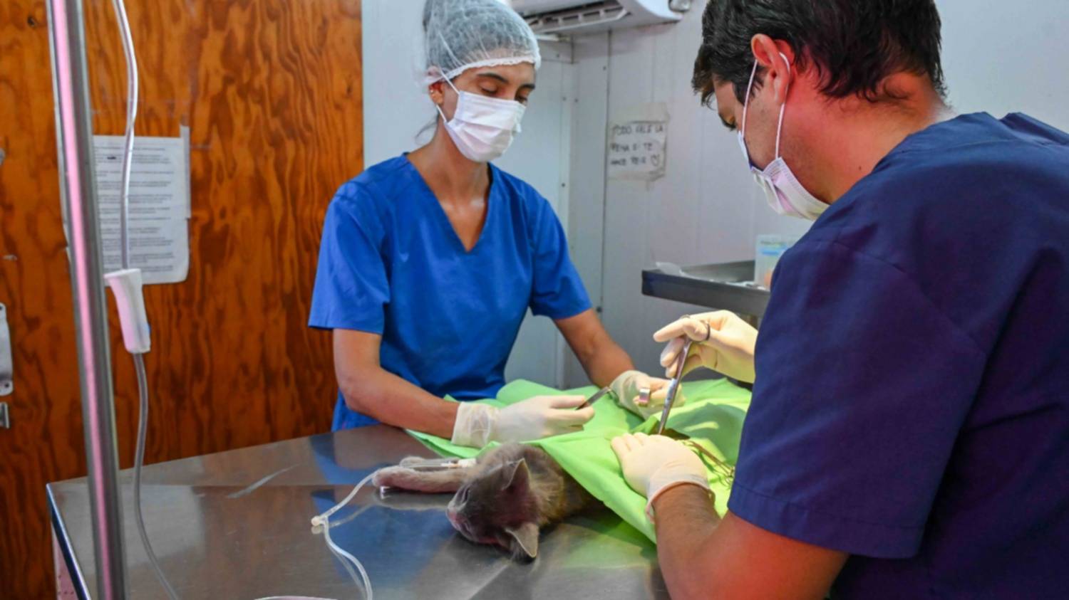 Jornada intensiva de castración por el Día del Animal