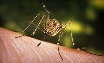 Sigue la alerta por la fiebre Chikunguña: hubo 268 casos nuevos