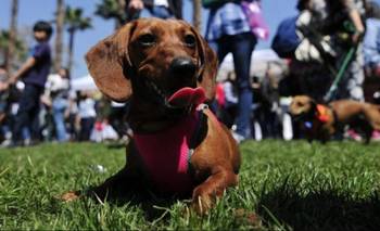 La salchijuntada vuelve al Parque San Martín este domingo