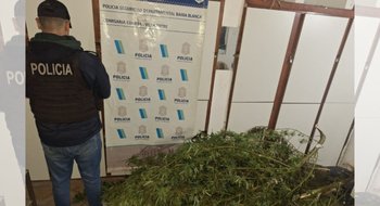 Hallan una plantación de marihuana durante un allanamiento en Villa Muñiz