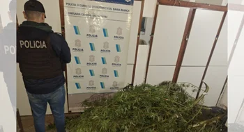 Hallan una plantación de marihuana durante un allanamiento en Villa Muñiz
