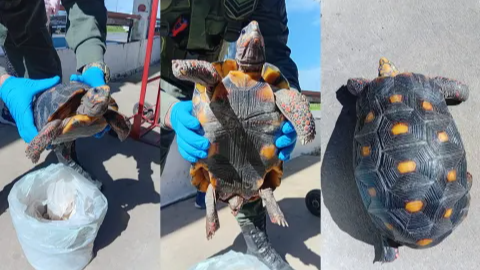 Detuvieron a una mujer que trasladaba una tortuga oculta en una olla