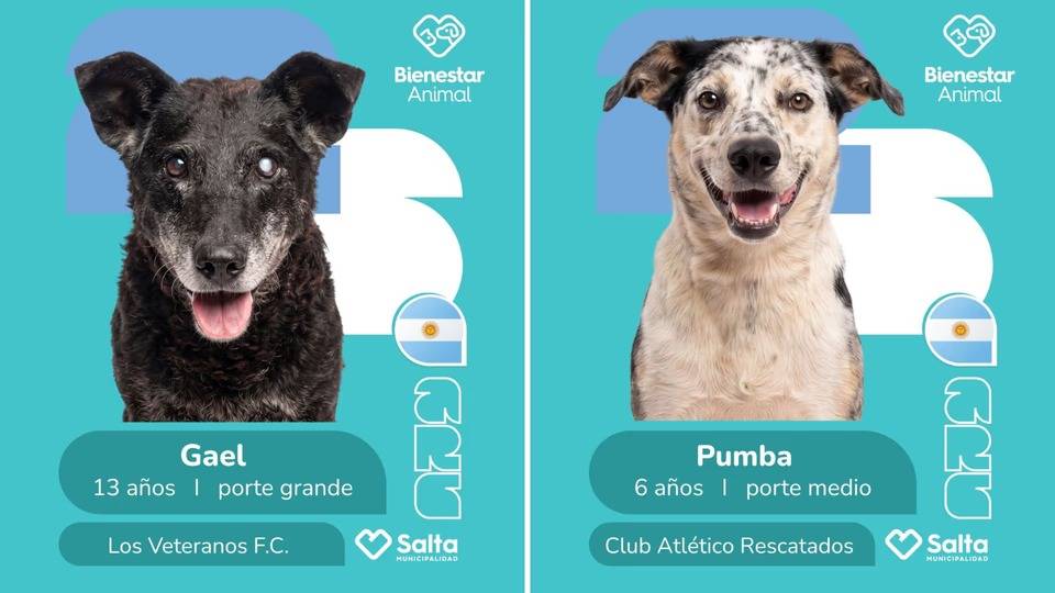 La tierna campaña mundialista para la adopción de perros que es furor en Salta