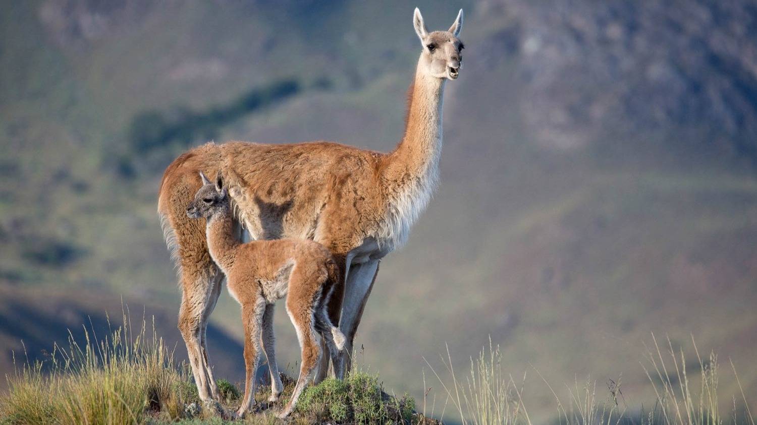 Fundación Patagonia Rural Sustentable: cómo reactivar una región signada por el abandono y el desafío ambiental