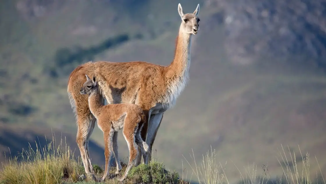 Fundación Patagonia Rural Sustentable: cómo reactivar una región signada por el abandono y el desafío ambiental