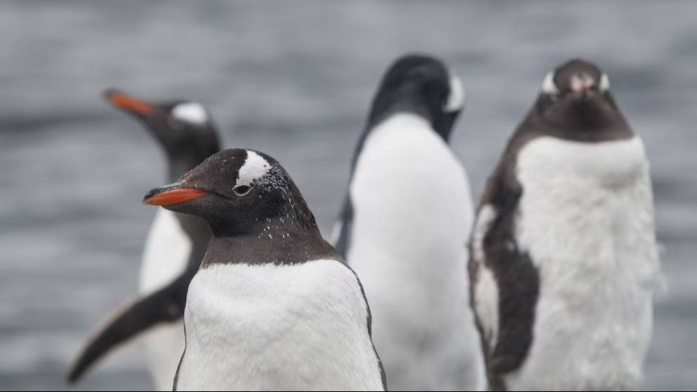 Los pingüinos papúa de Tierra del Fuego, en riesgo por el aumento de las temperaturas
