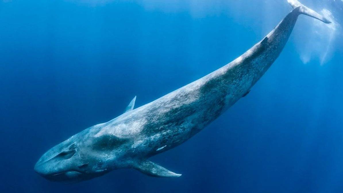 Emoción en Comodoro Rivadavia: por primera vez se logró registrar una ballena azul desde un bote