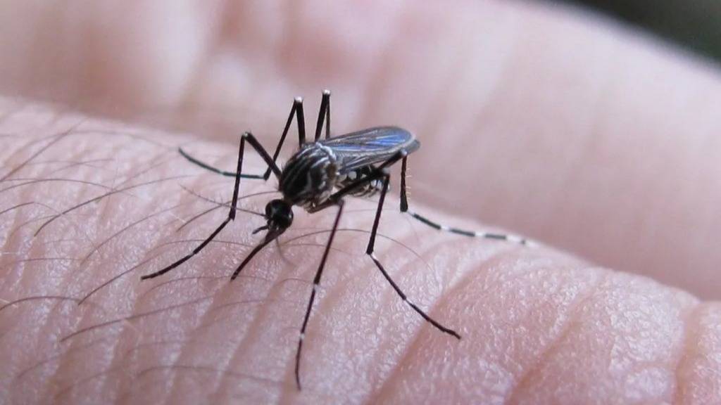 Se notificaron 258 casos nuevos de fiebre chikungunya en Argentina