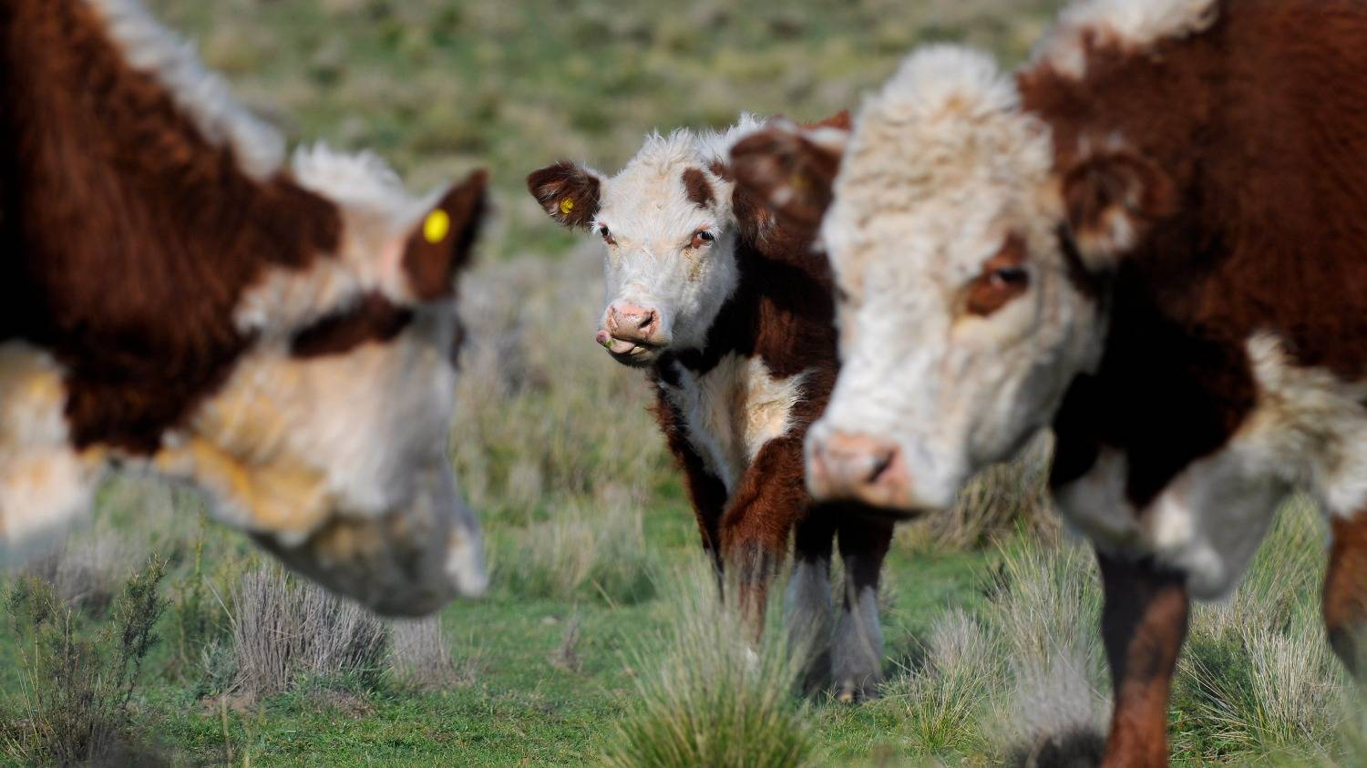 “En ganadería el secreto es producir con el pasto que tenemos”