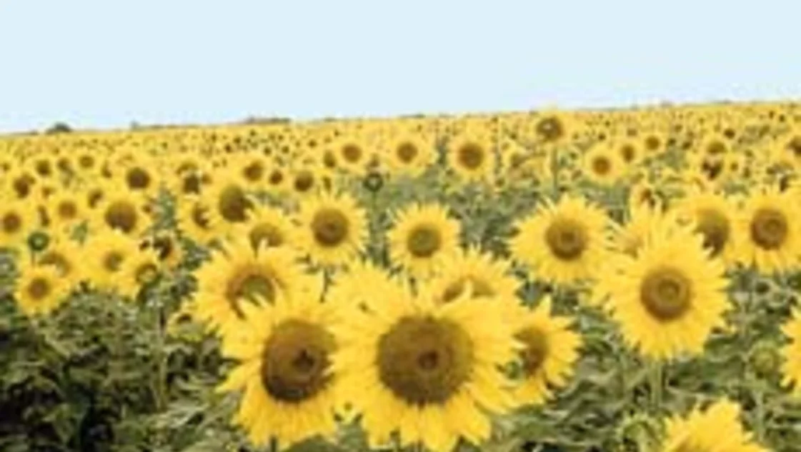 EL GIRASOL SILVESTRE EN LA ARGENTINA