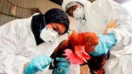 La OMS anunció la primera muerte de una persona infectada por gripe aviar